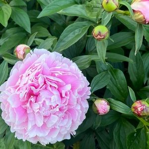 Meet your Posher, Megan